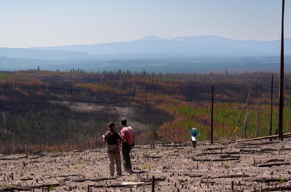 post forest fire
