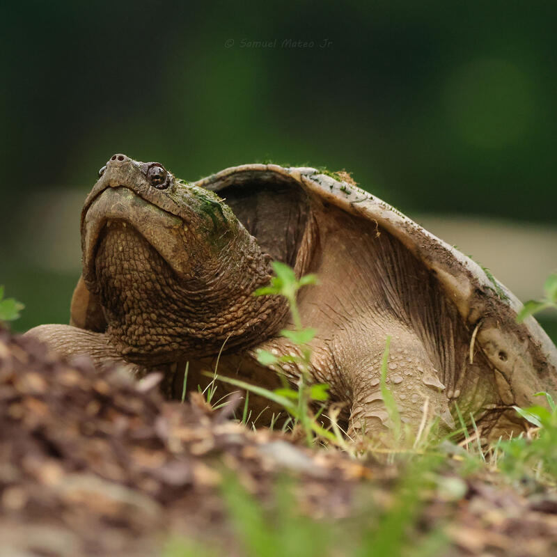 snapping turtle