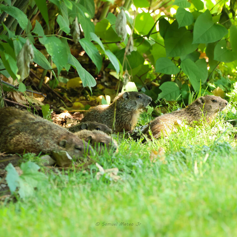groundhog pups