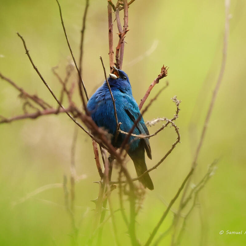 indigo bunting
