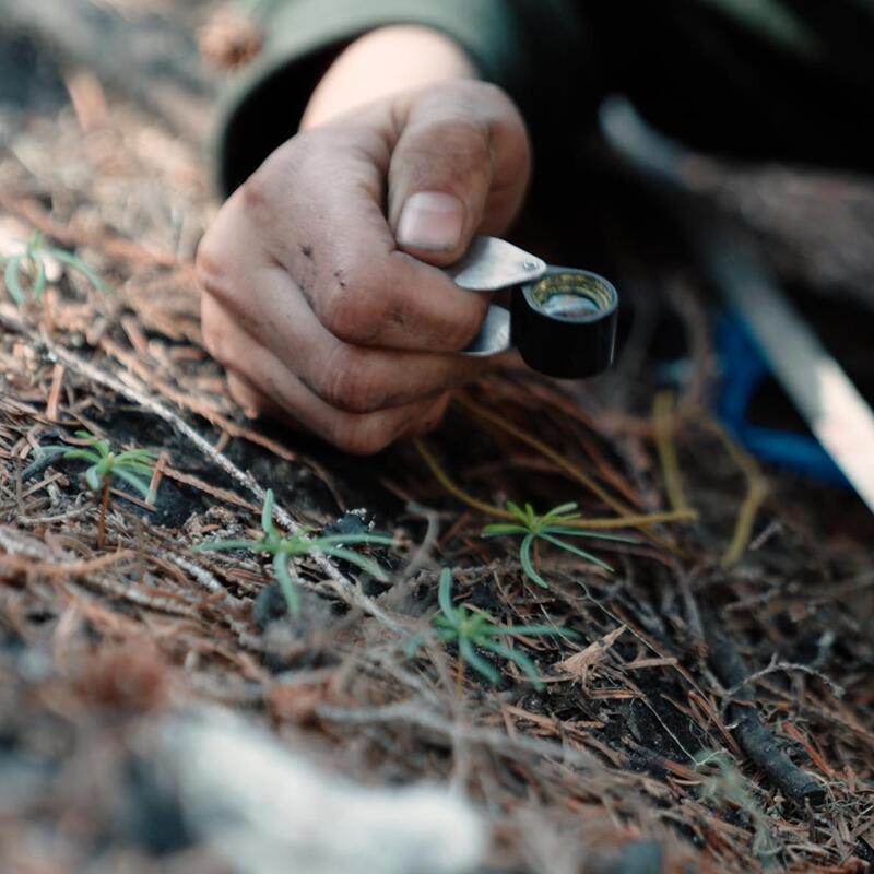seedlings post-fire