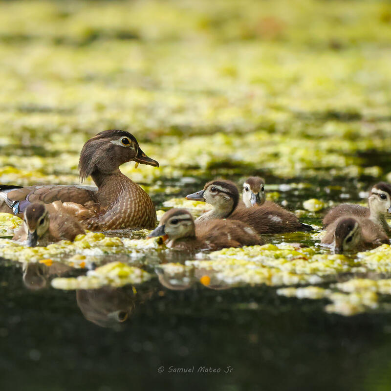wood duck