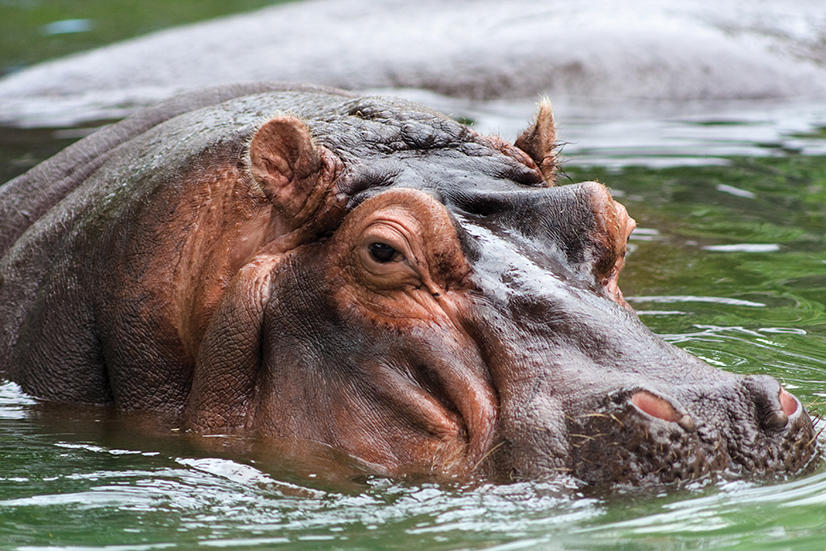hippo