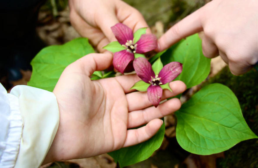 phenology