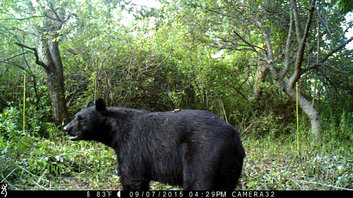 bear image wildlife cam