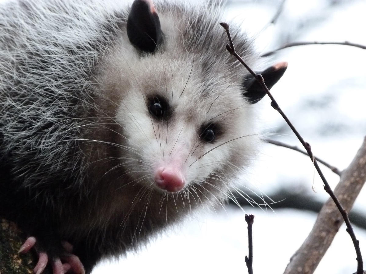 Opossum CC