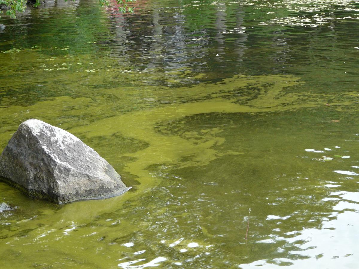 Cyanobacteria. CC Midge Elliassen