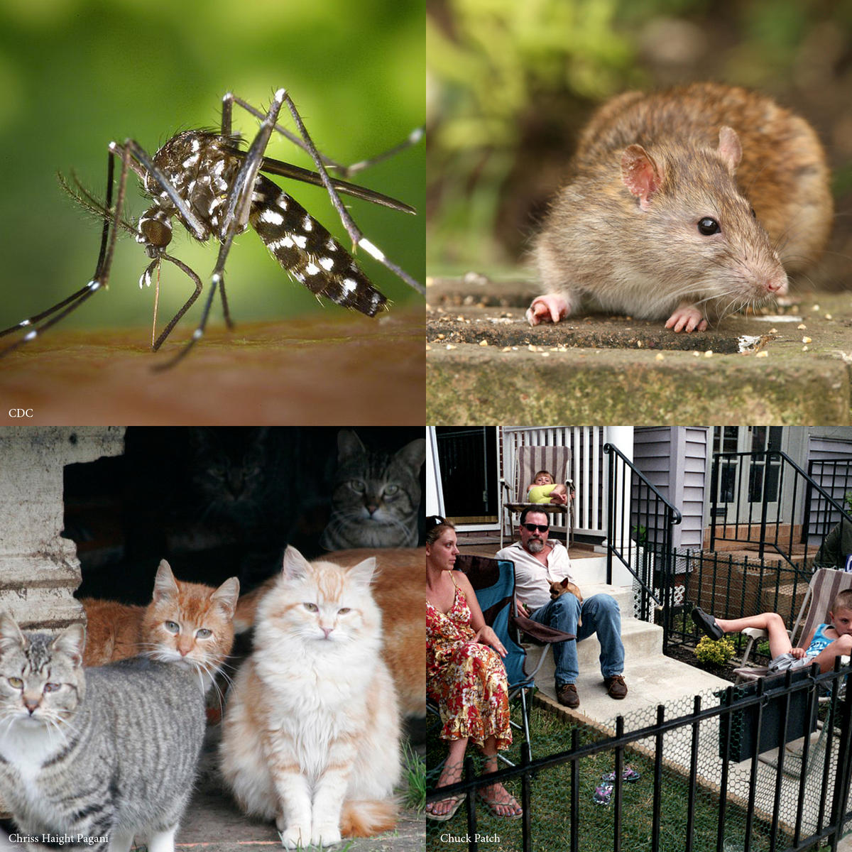 Vectors for mosquito-borne illnesses