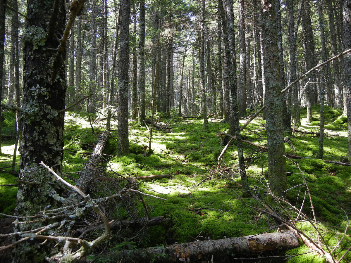 Hubbard Brook. CC: Claire Nemes