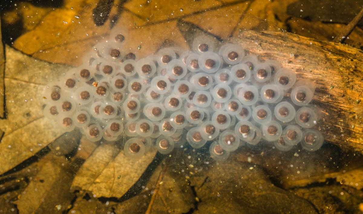 Spotted salamander egg mass. Credit: John Clare.