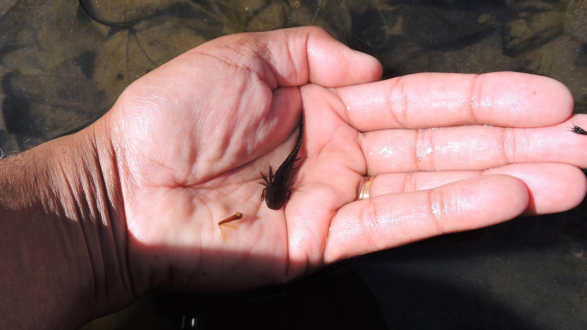 Larval salamanders are voracious mosquito predators. Credit: Keith Eric Costley.