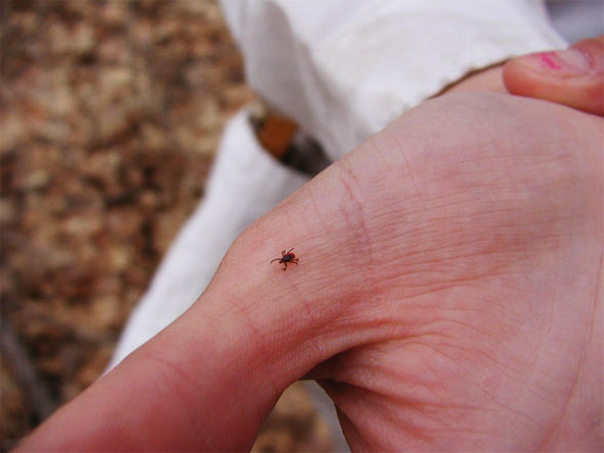Nymphal tick CC