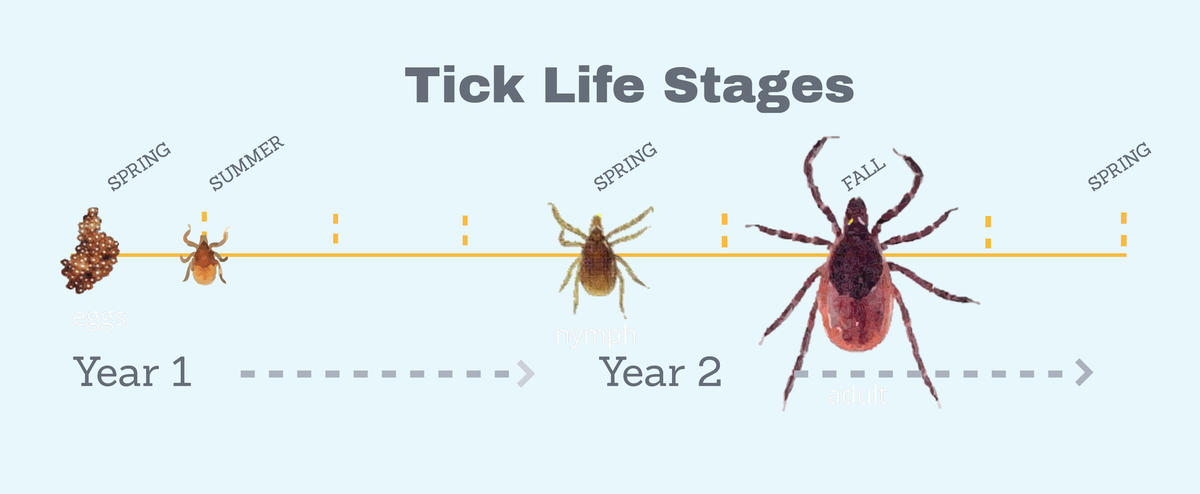 Tick life stages CC Leslie Tumblety