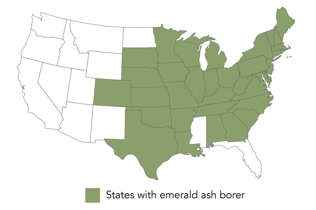 Invasive pests US map: emerald ash borer