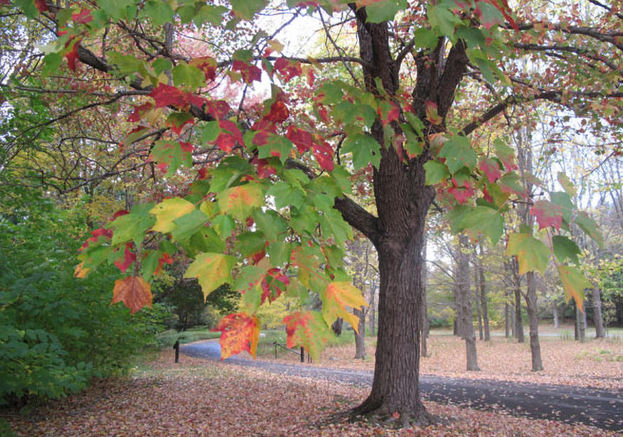 tree