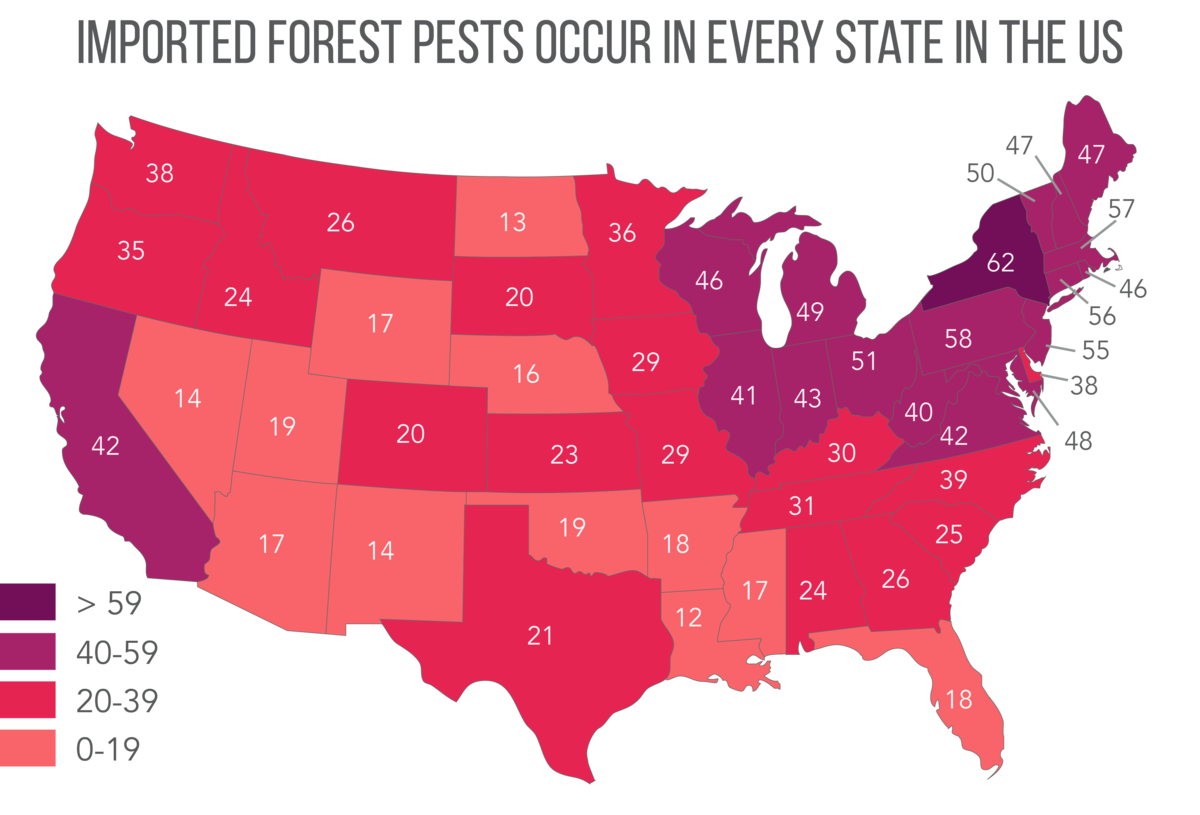 Map: Imported forest pests cc by Leslie Tumblety/Cary Institute