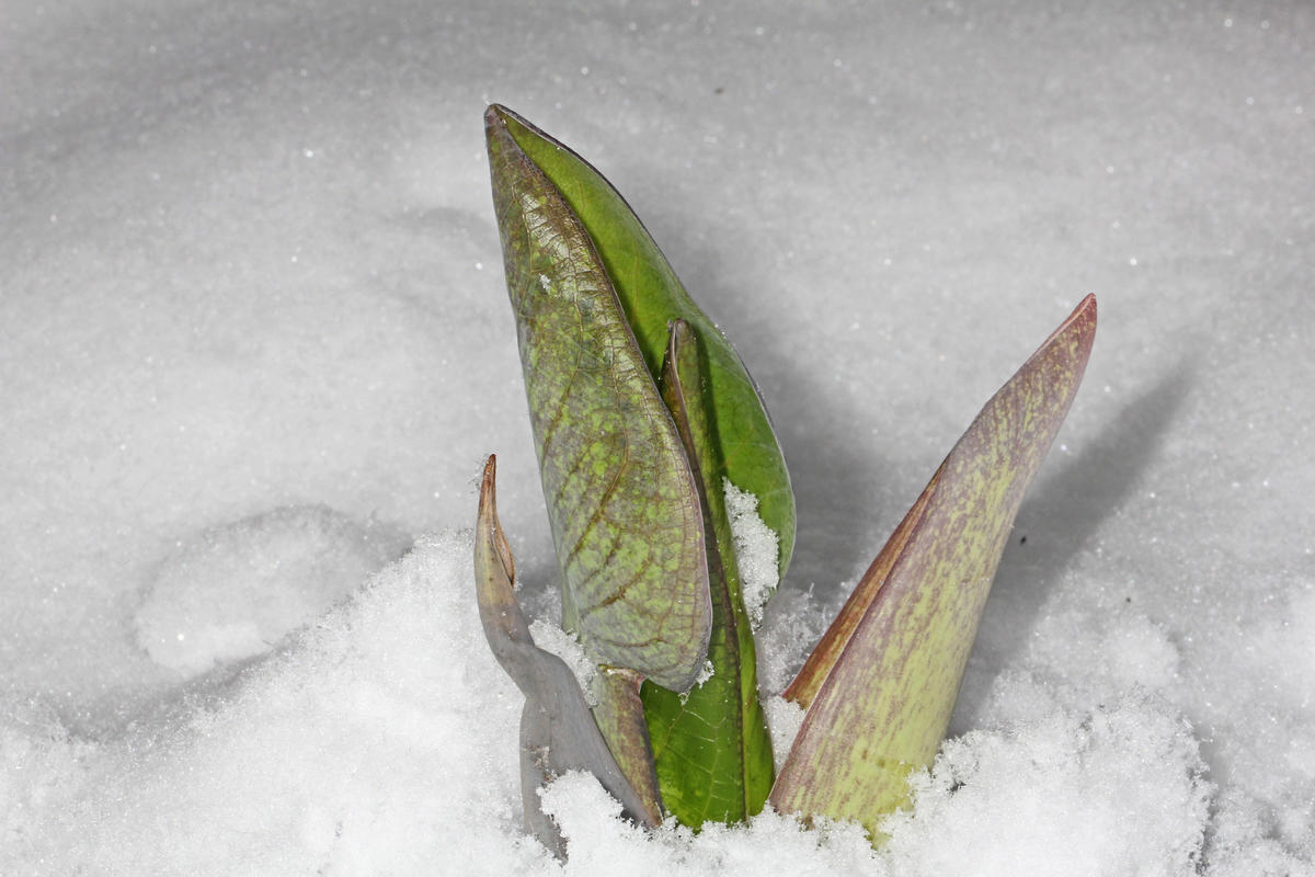 Eastern skunk cabbage