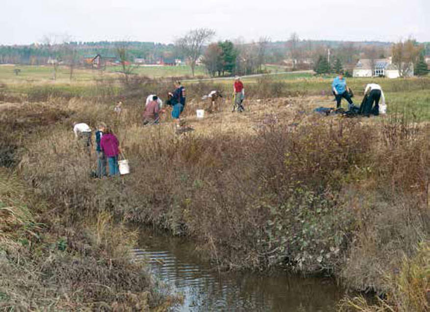 buffer plantings along the middle reach of Alder Brook