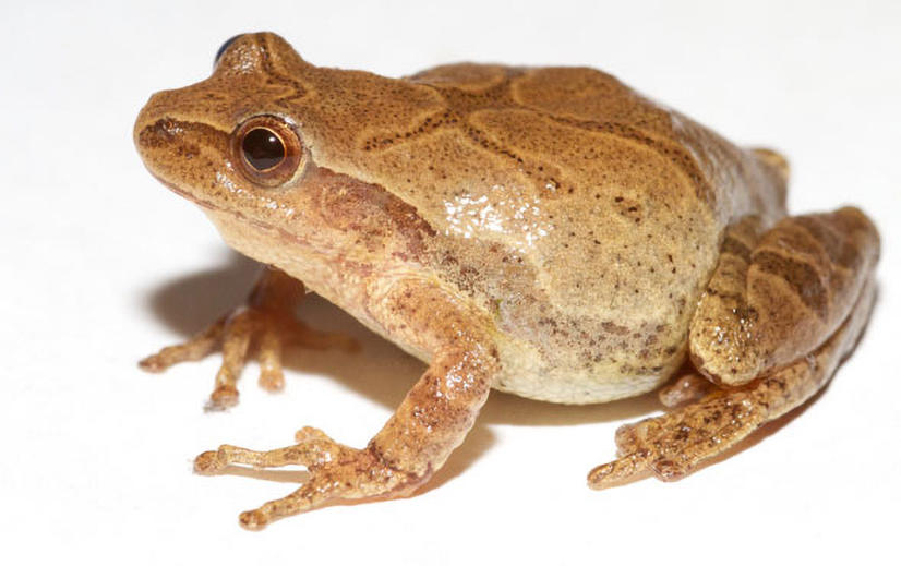 peeper