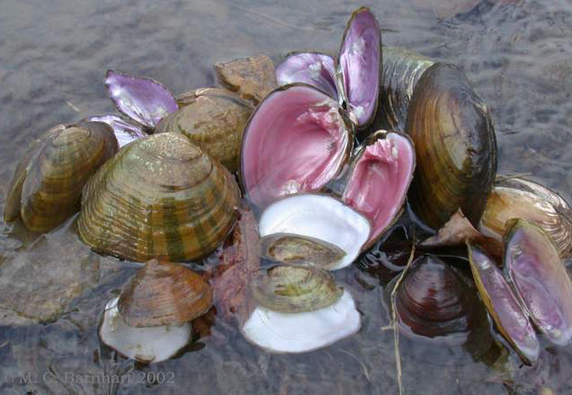 freshwater clam