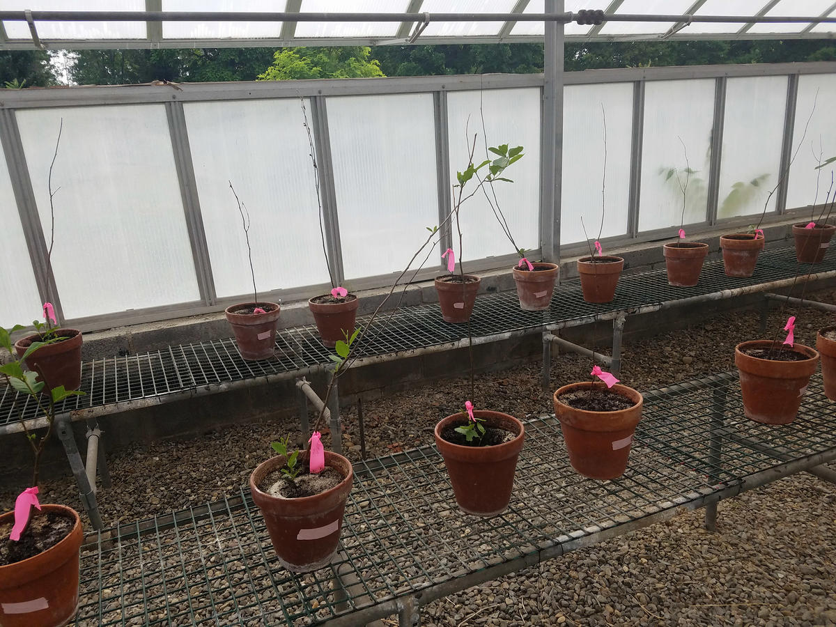 alder plants