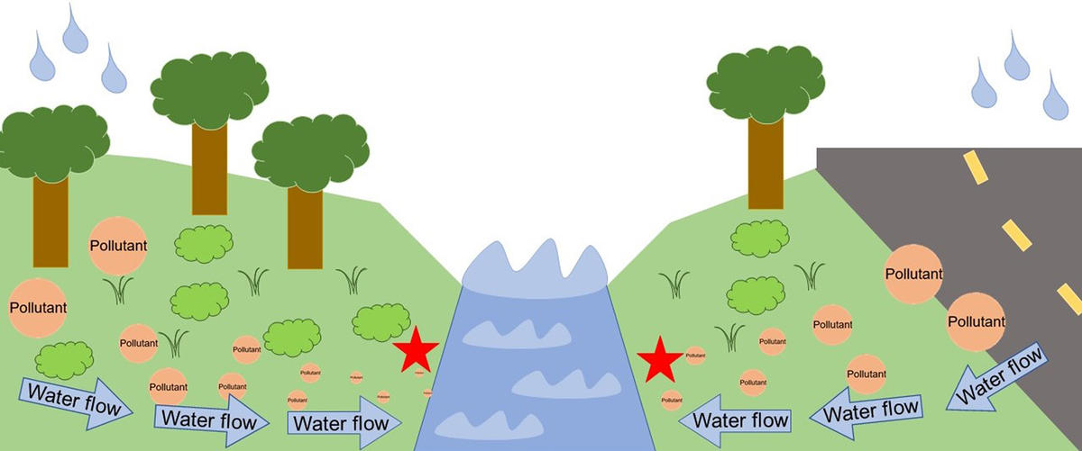 riparian zone