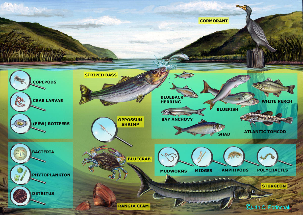 Brackish Channel Food Web- No arrows