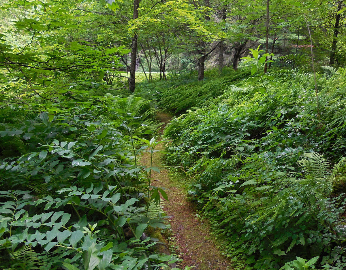 cary campus fern glen