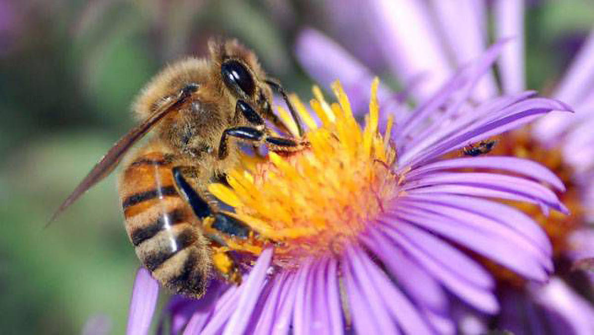 bee