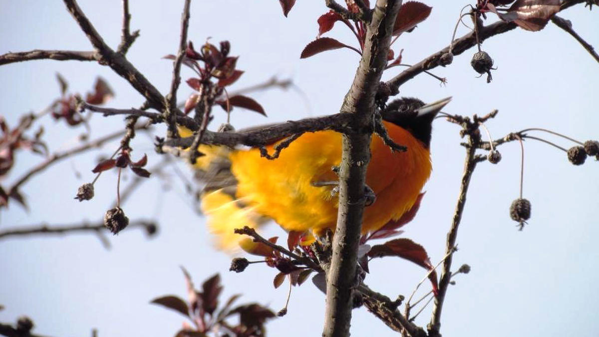 bird