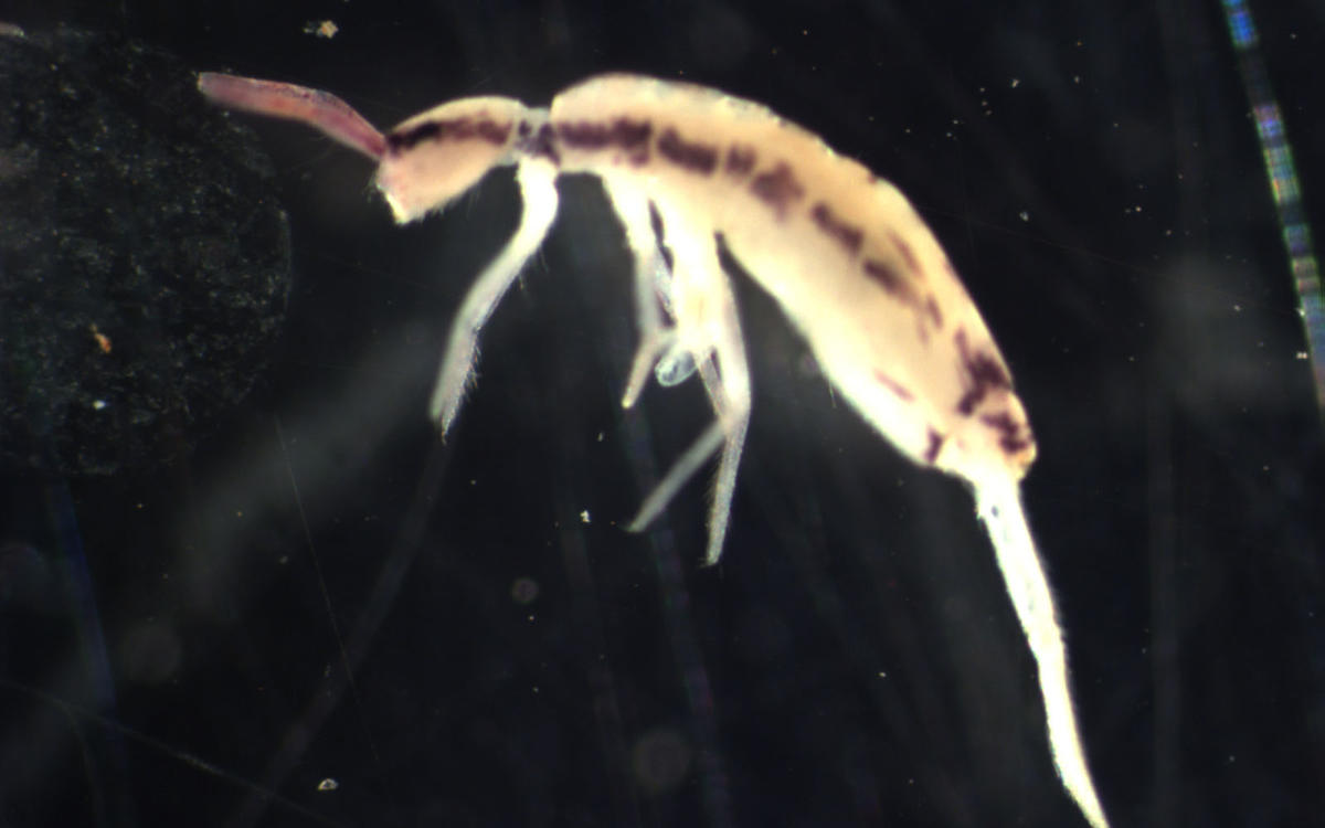 Springtail (Collembola)