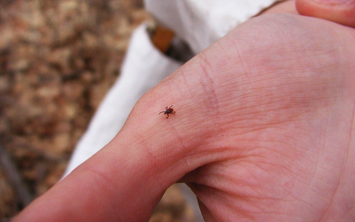 tick on hand
