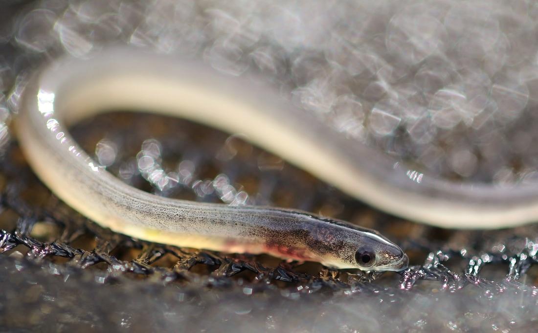 glass eel