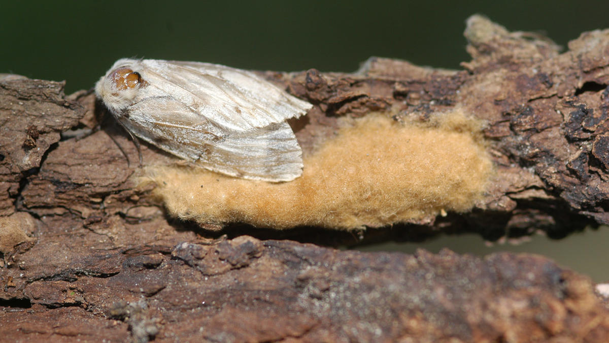 Gypsy Moth Egg Masses on Cary Institute Grounds