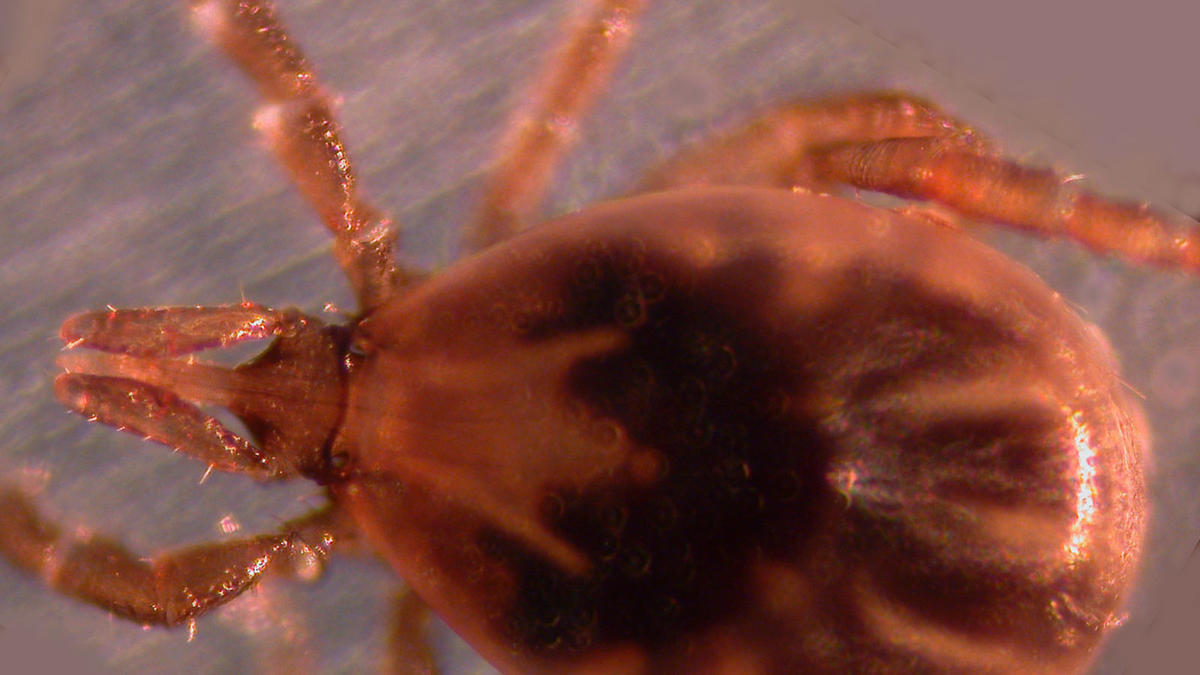 black-legged tick