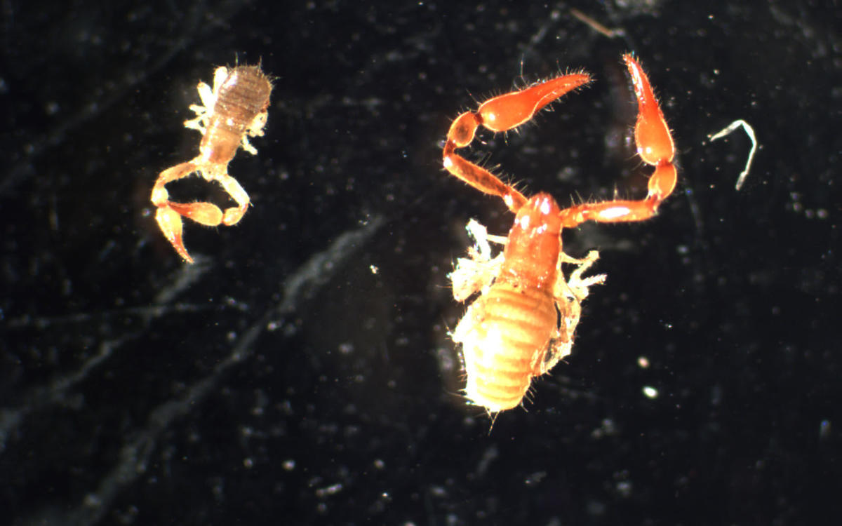 pseudoscorpions