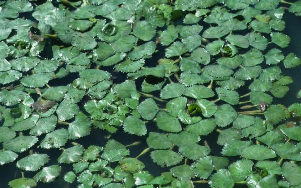 water chestnut