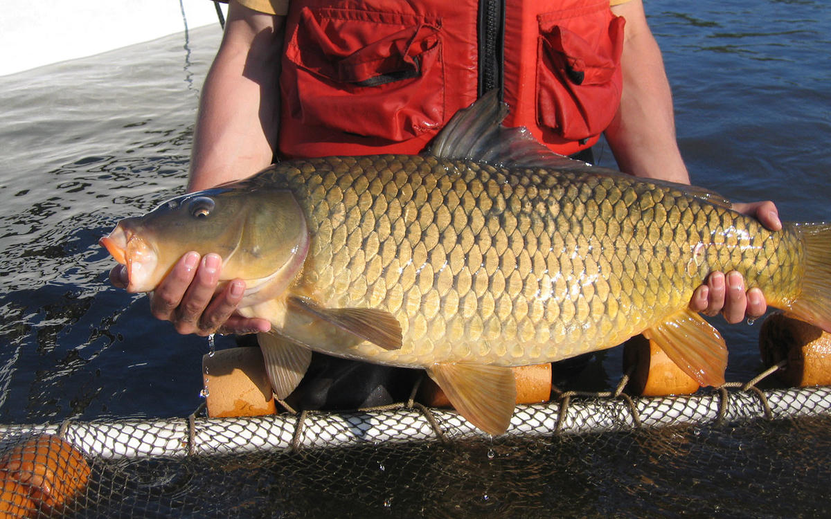 fish