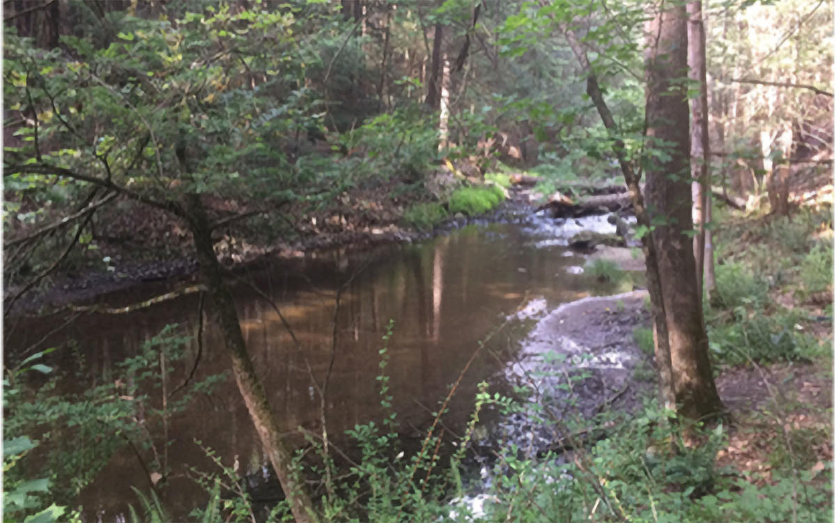 fern glen