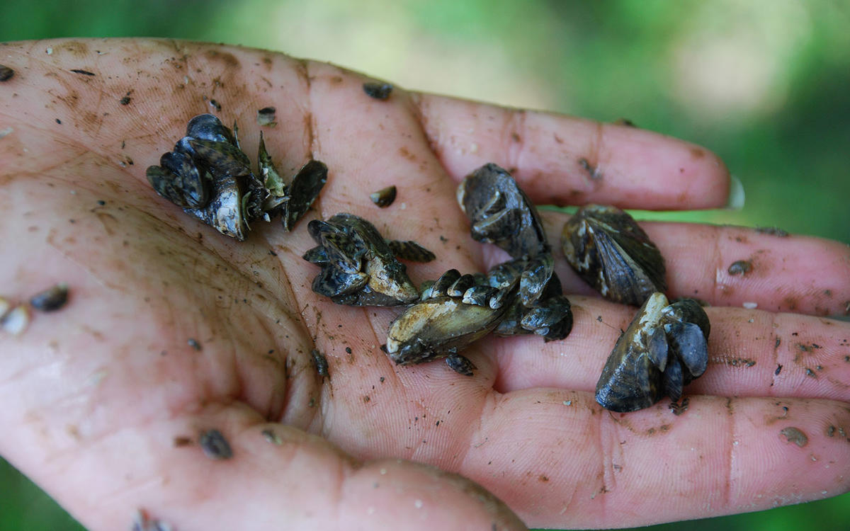 zebra mussel