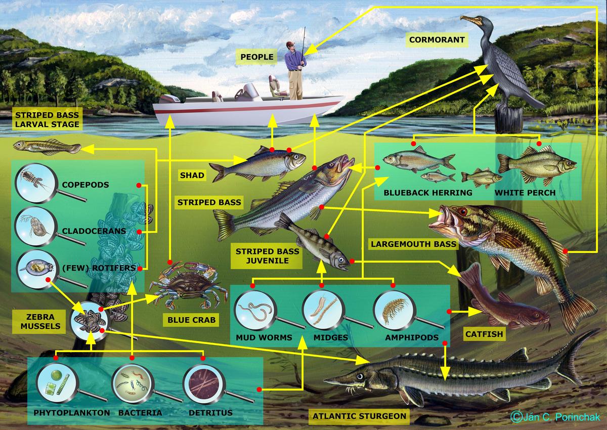 Freshwater Channel Food Web