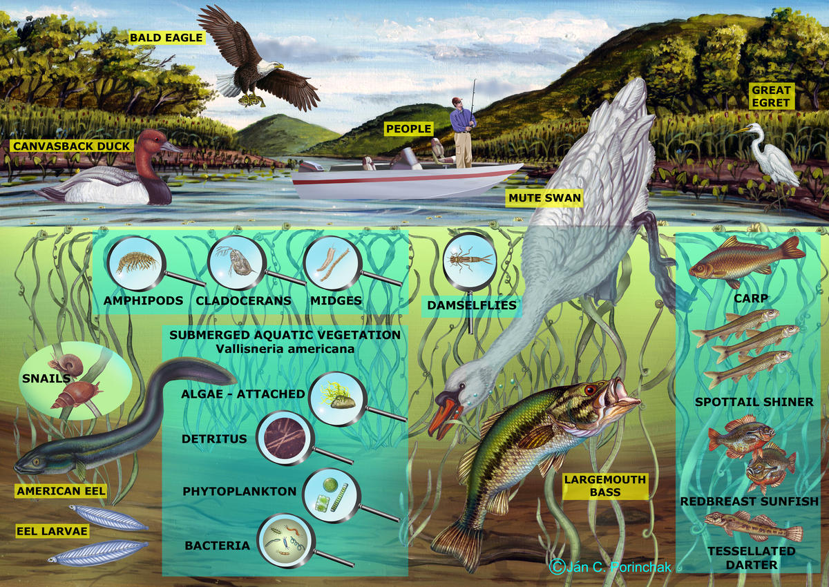 Freshwater Shallows Food Web - No Arrows