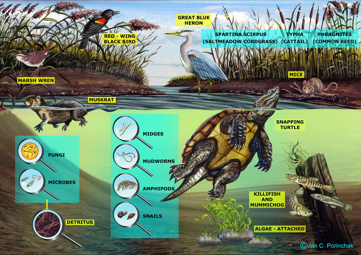 Marsh Food Web - No Arrows