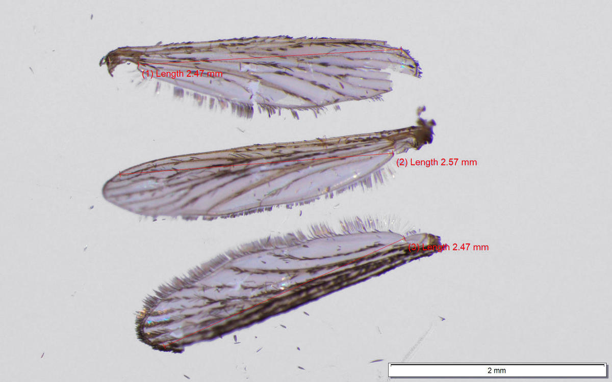 Average wing length in high-abandonment blocks was larger than low-abandonment blocks. Credit: Grace Katz.