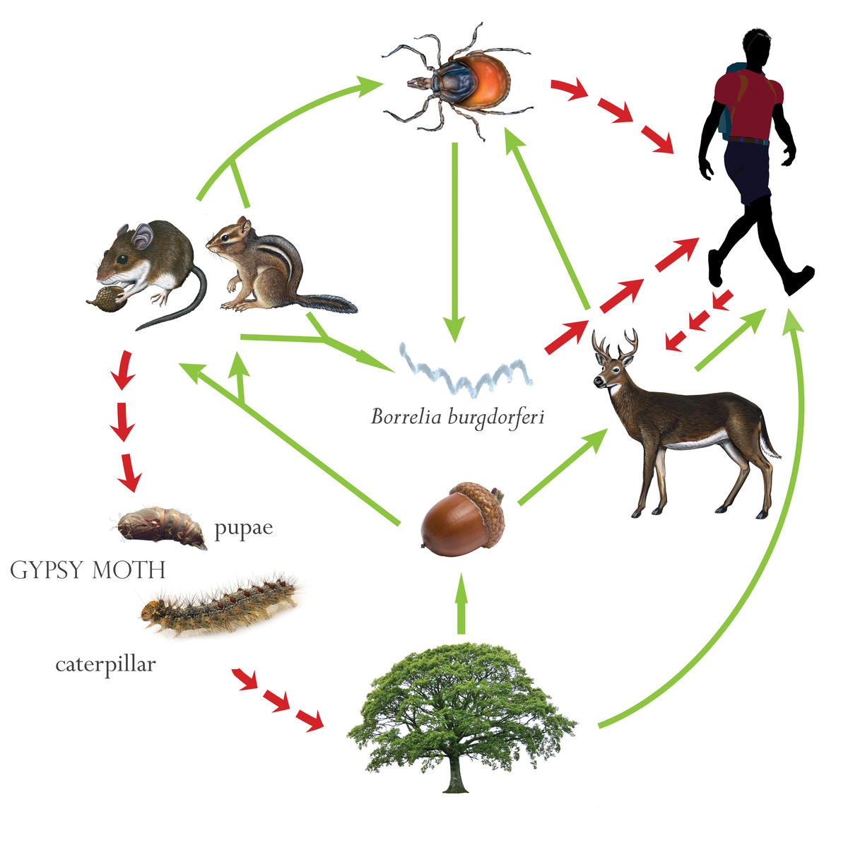 acorn connections