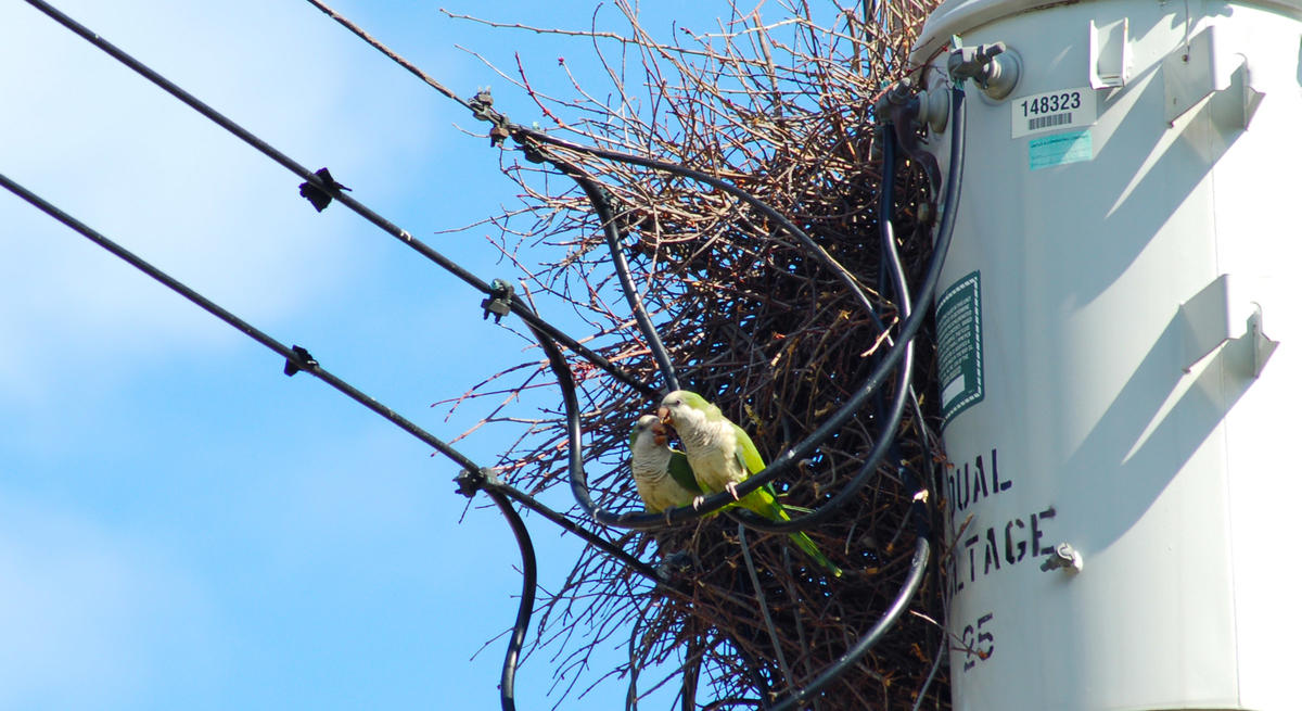 Monk parakeets