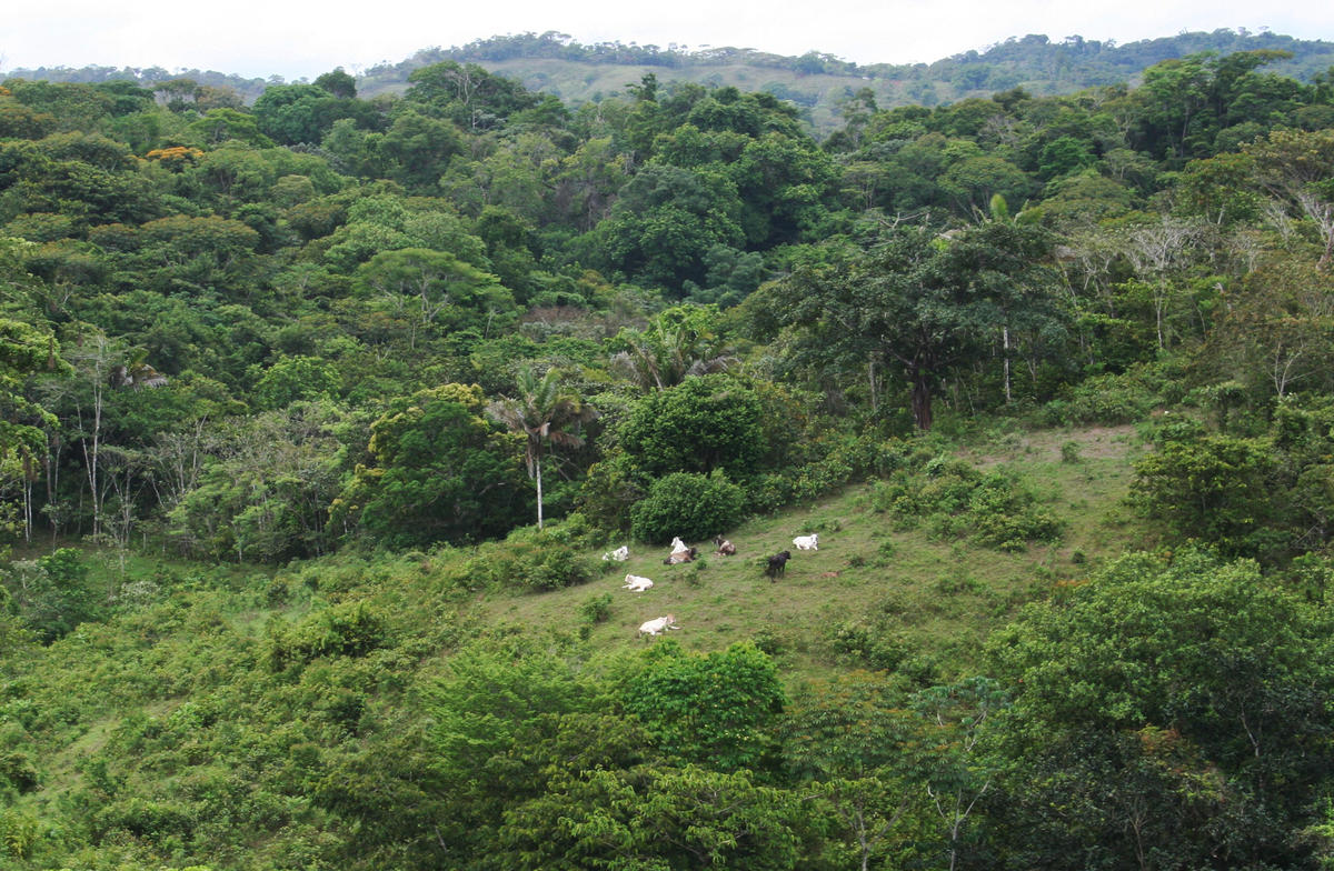 panama pasture