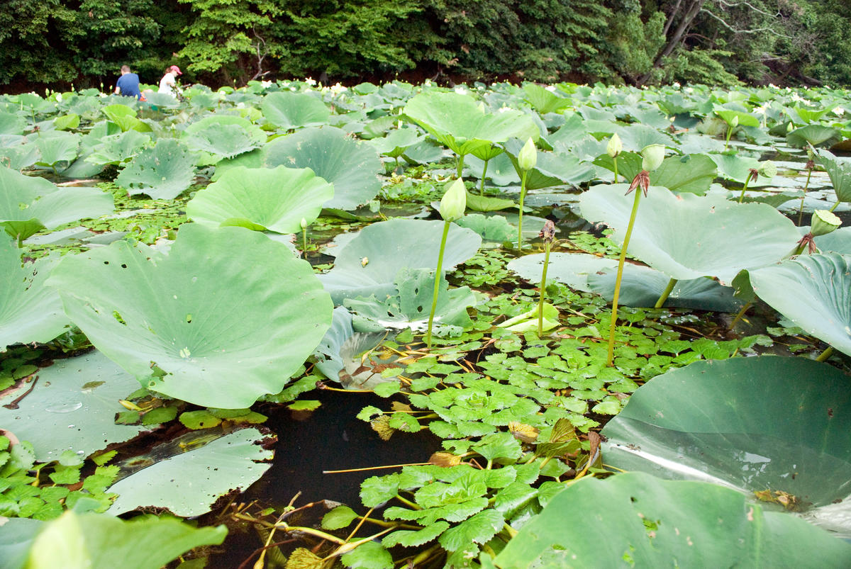 water chestnut