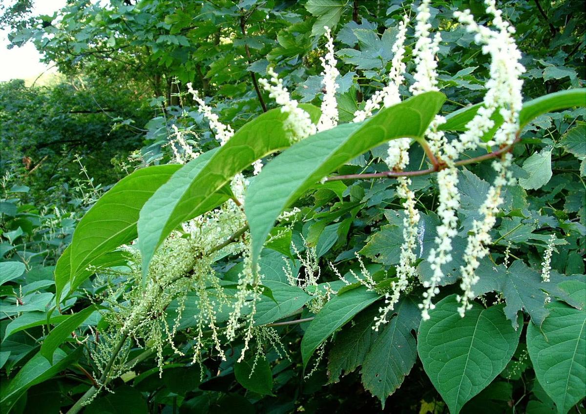 knotweed