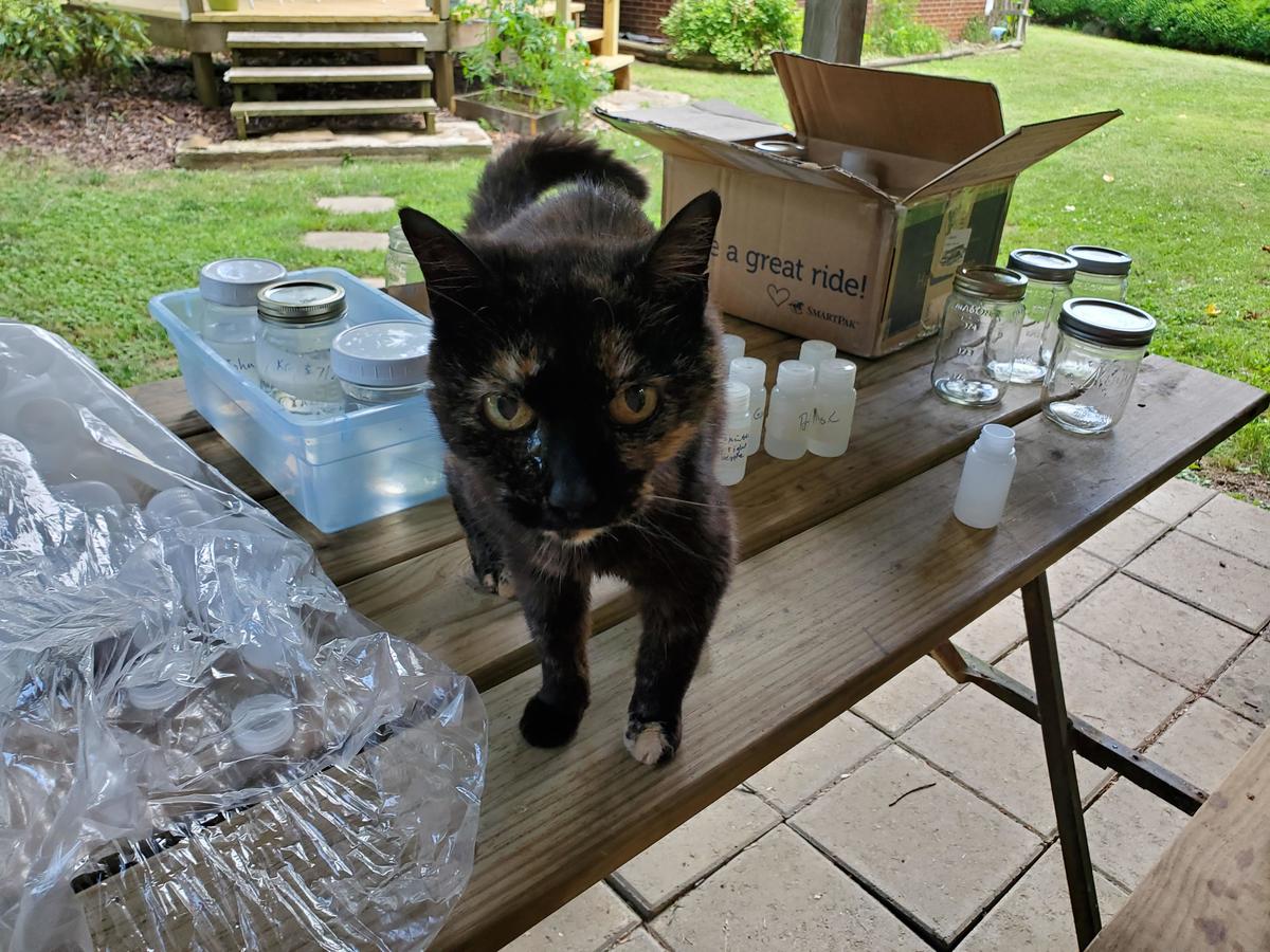 cat